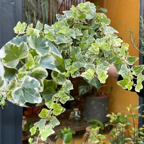 Hedera helix 'White Wonder' - Harilik luuderohi 'White Wonder' P9/0,55L